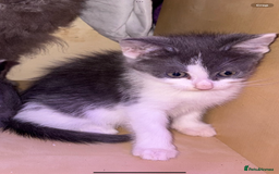 LaPerm cats for sale: 4 Stunning La perm cross kittens - Image 9