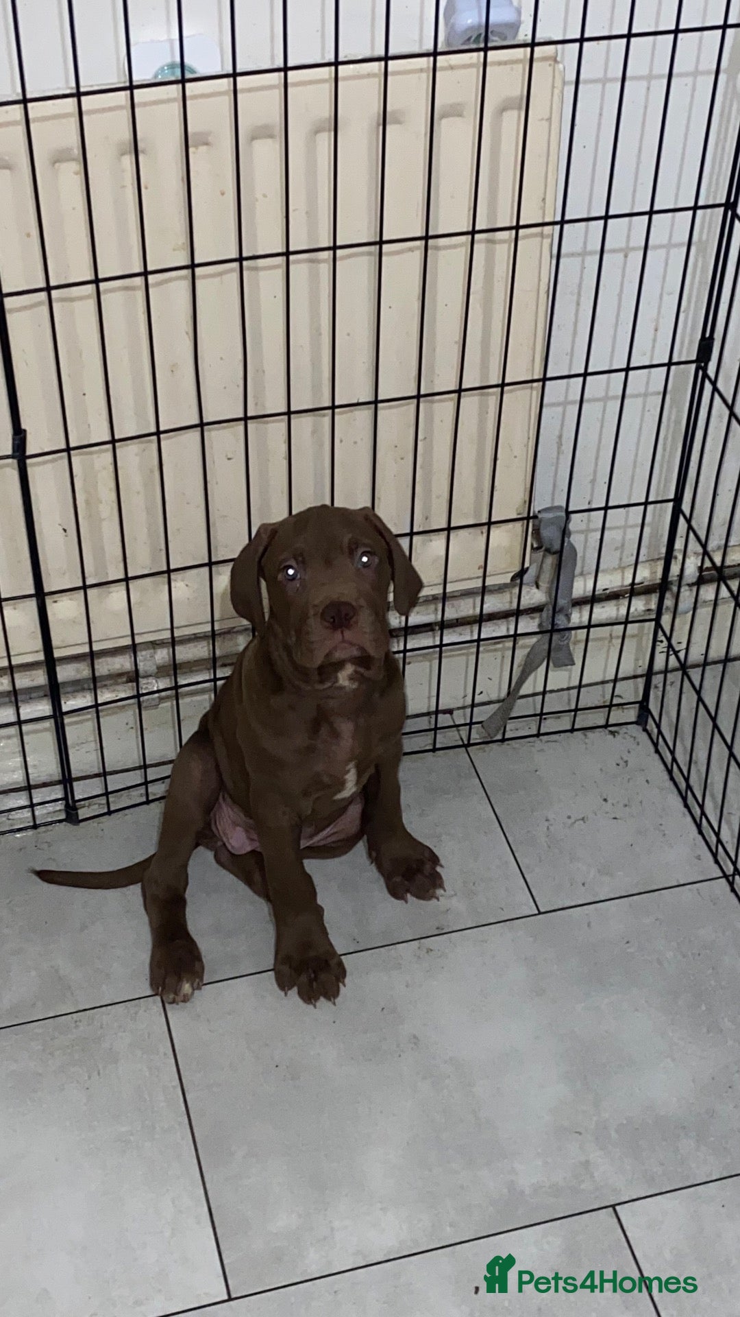 Mixed Breed dogs 8 week old Merle bandog puppies  - Advert 8