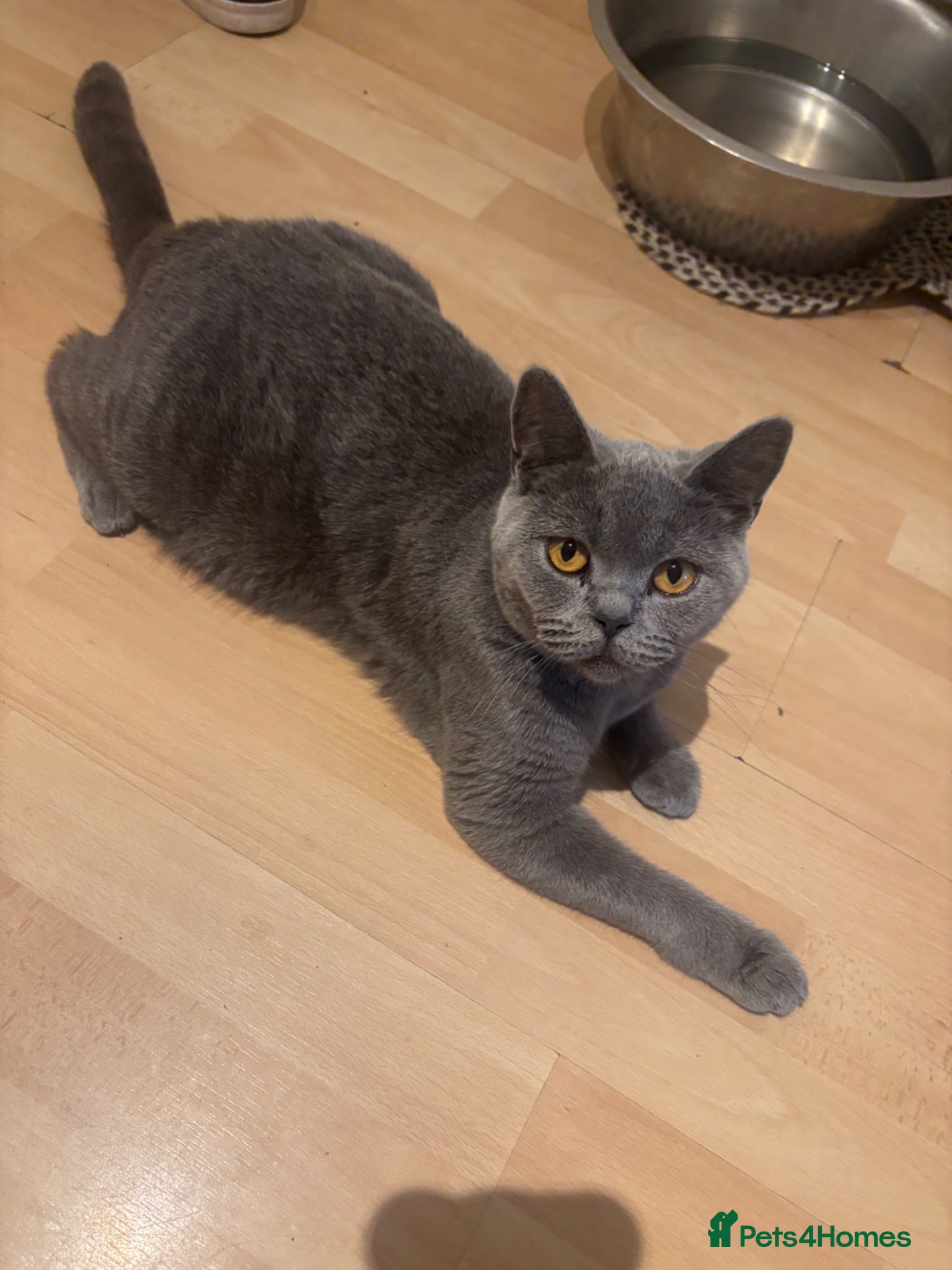 British Shorthair cats BSH blue kittens  - Advert 2