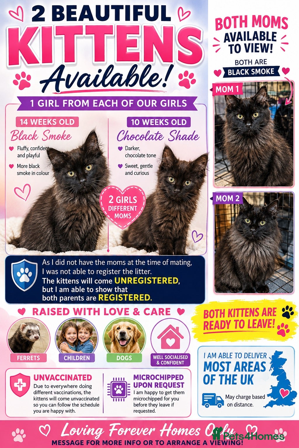 Maine Coon cats 2 BEAUTIFUL KITTENS LEFT READY FOR THEIR HOME - Advert 8