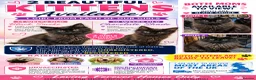 Maine Coon cats for sale: 2 BEAUTIFUL KITTENS LEFT READY FOR THEIR HOME in Harlow - Advert 1