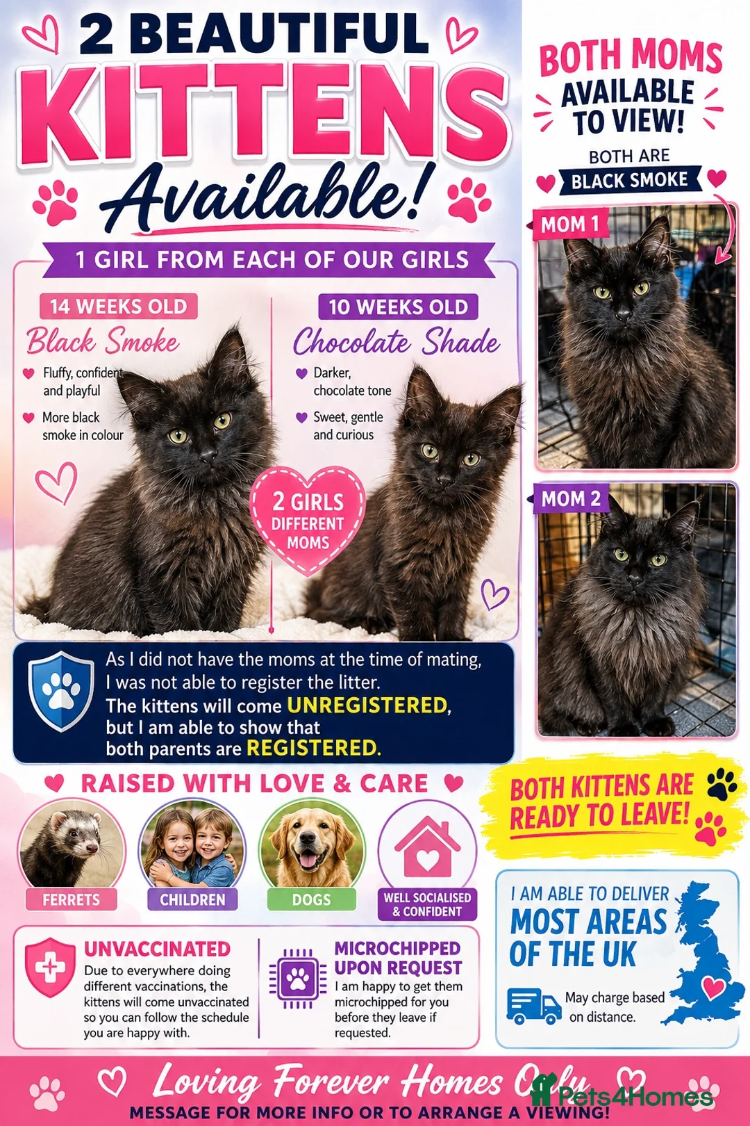 Maine Coon cats for sale: 2 BEAUTIFUL KITTENS LEFT READY FOR THEIR HOME in Harlow - Advert 1