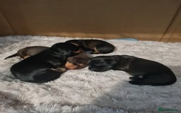 Dachshund dogs for sale: Miniature Wire haired Dachshund Puppies  - Image 6