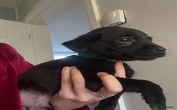 Labrador Retriever dogs for sale: KC registered Labrador puppies - Image 21