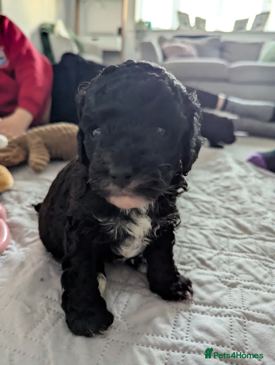 Mixed Breed dogs for sale: Adorable Cavapoo/Cockapoo Puppies - Advert 13