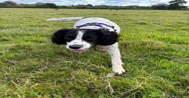 Cocker Spaniel dogs - Advert 13
