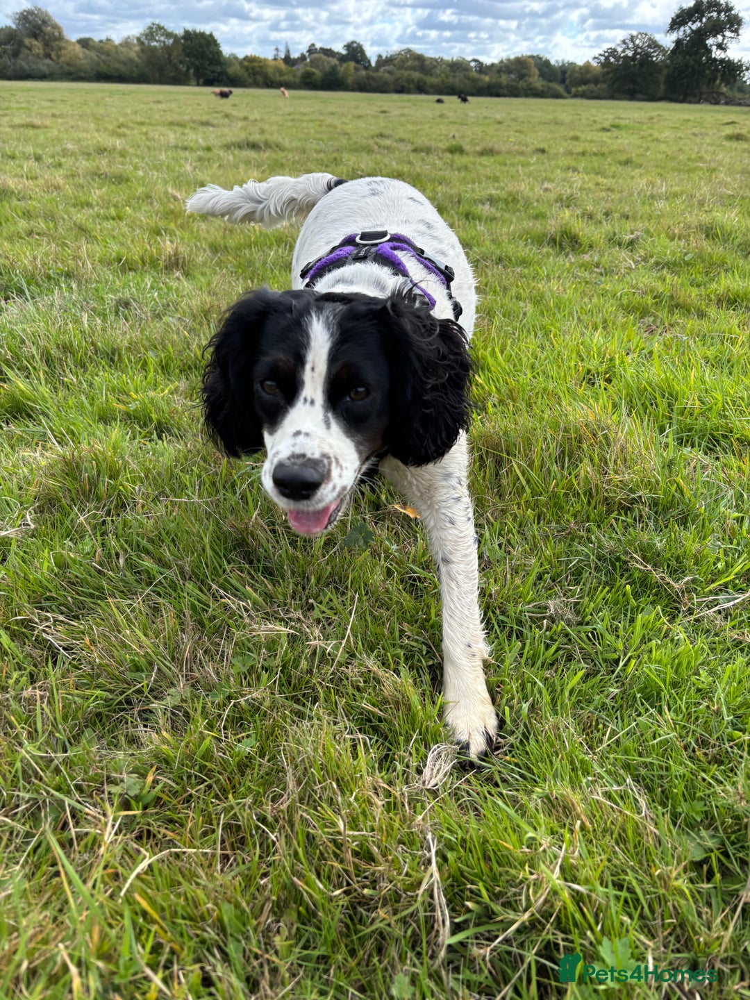 Cocker Spaniel dogs for sale: Beautiful cocker puppies  - Image 2