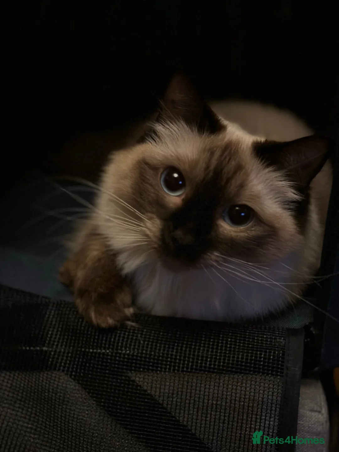 Ragcoon cats for sale: Mâine Coon x Ragdoll, Ragcoon kittens available  - Advert 1