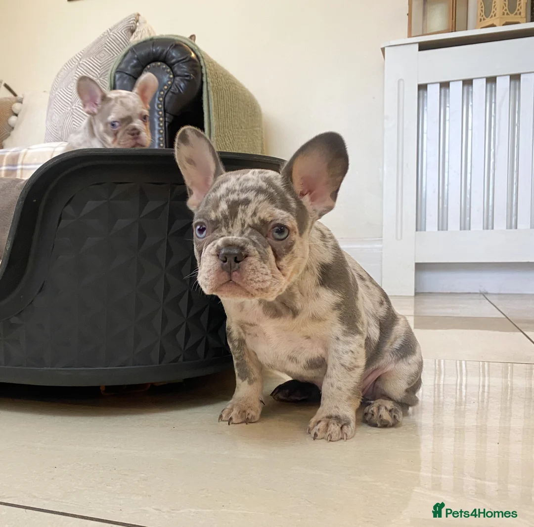 French Bulldog dogs for sale: NEWSHADE ISABELLA AND MERLE FRENCH BULLDOGS - Advert 16