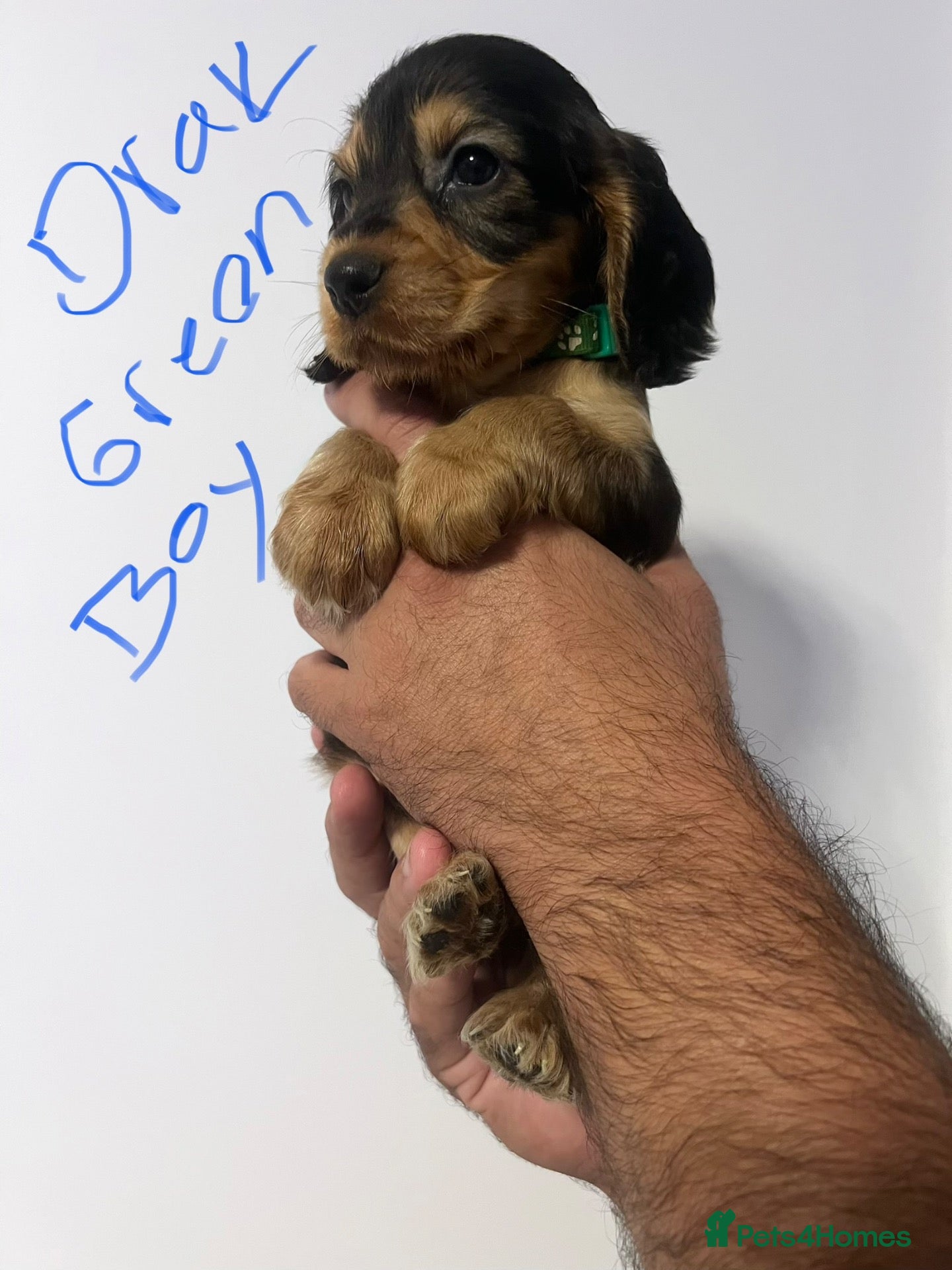 Cocker Spaniel dogs 🐶Stunning Show type cocker spaniels - Advert 2