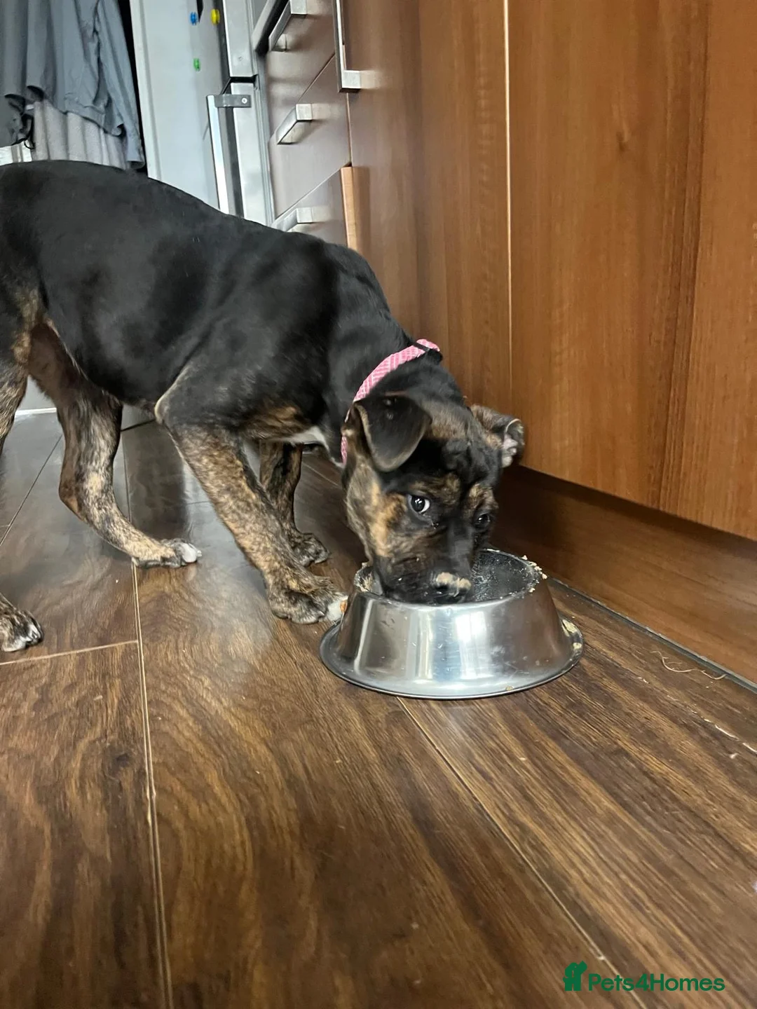 Mixed Breed dogs for sale: Mable  4 months old, gentle girl - Advert 2