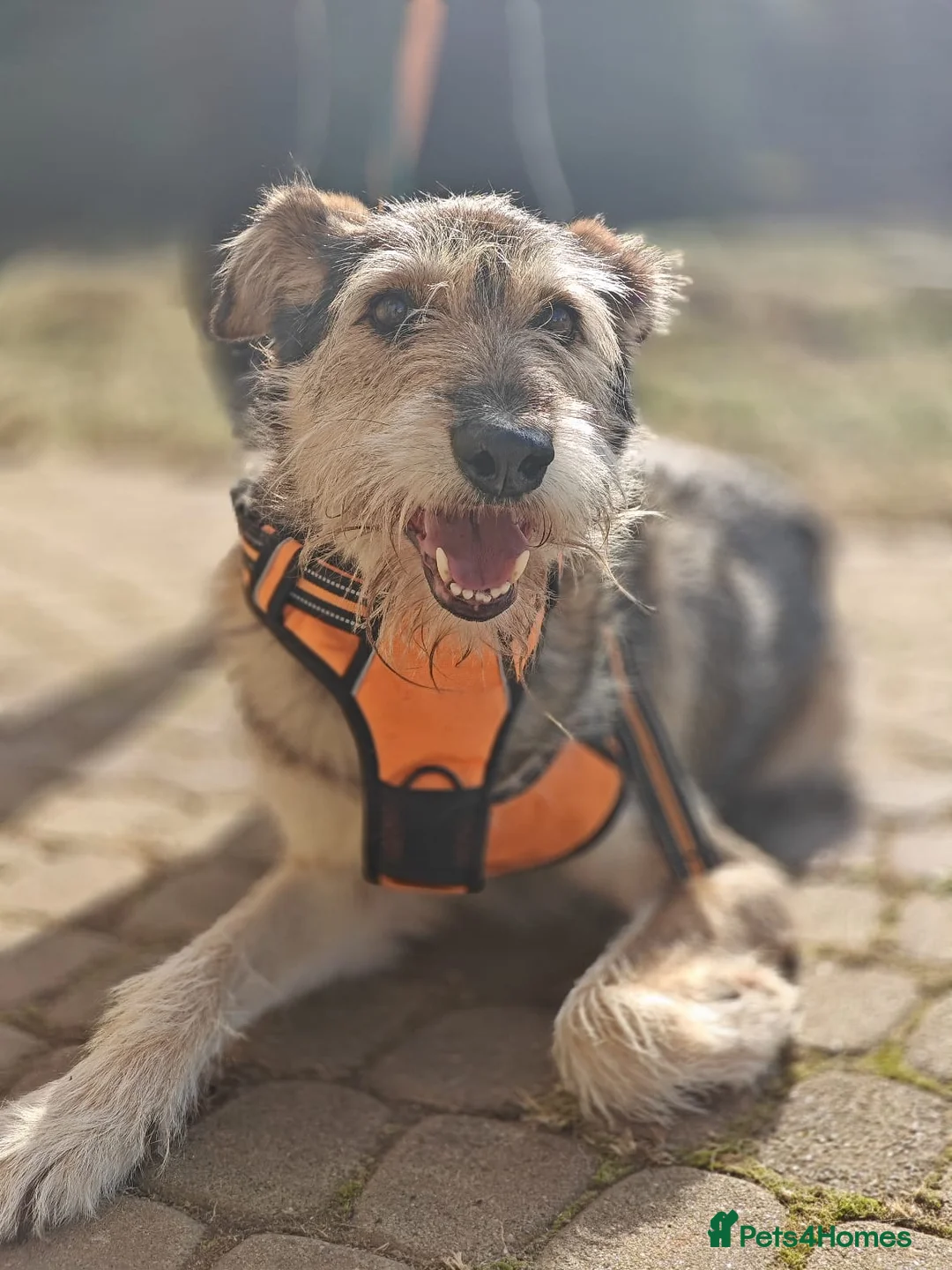 Mixed Breed dogs for adoption: ❤️OXY❤️Large• Scruffy •Gentle • Playful • Loving - Advert 15