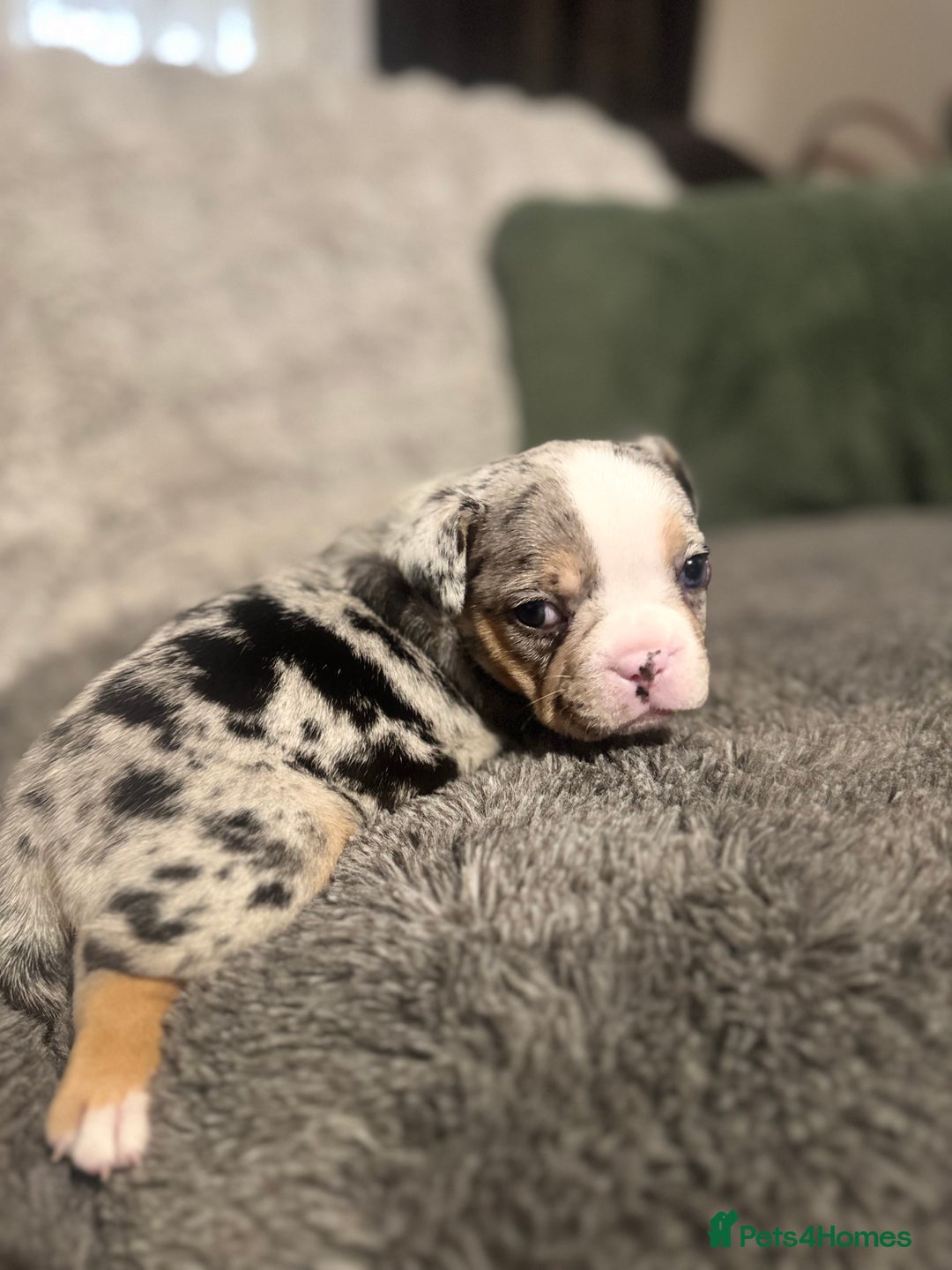 Mixed Breed dogs for sale:  French bulldog 1/4 chihuahua puppies  - Advert 10