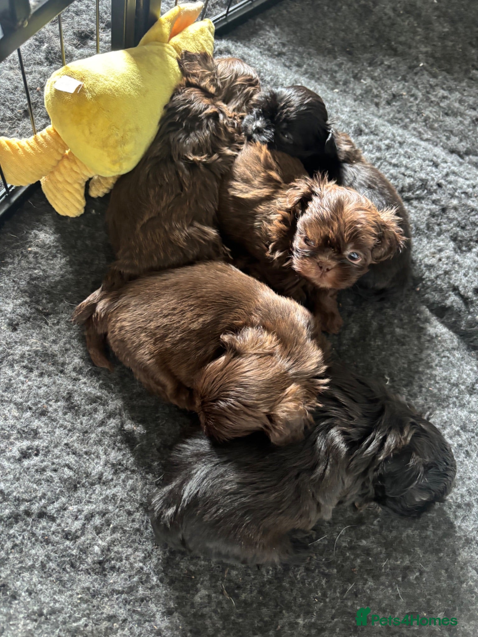 Shih Tzu dogs Imperial Shih Tzu’s  - Advert 1
