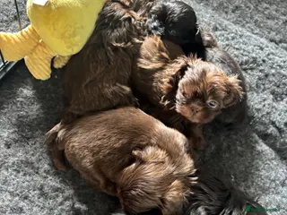 Shih Tzu dogs Imperial Shih Tzu’s - Advert 1