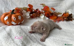 French Bulldog dogs for sale: Frenchie pups KC Registered  - Image 1