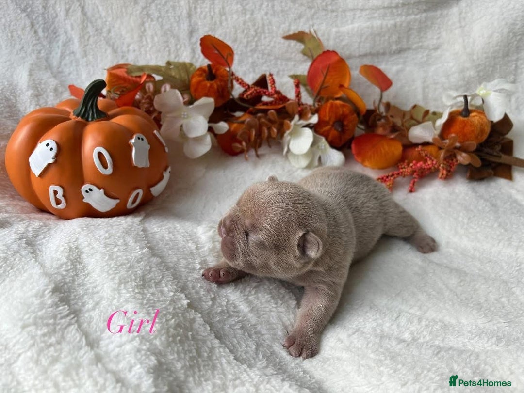 French Bulldog dogs for sale: Frenchie pups KC Registered  - Image 1