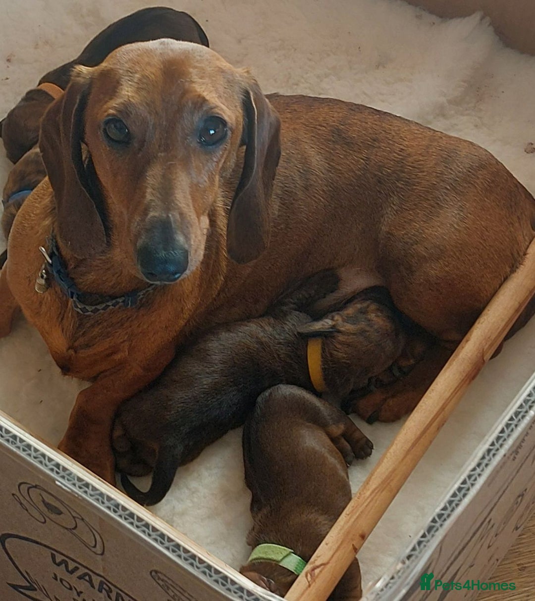 Miniature Dachshund dogs for sale: Pick of Litter - Image 2