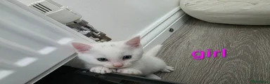 Mixed Breed Kitten 3
