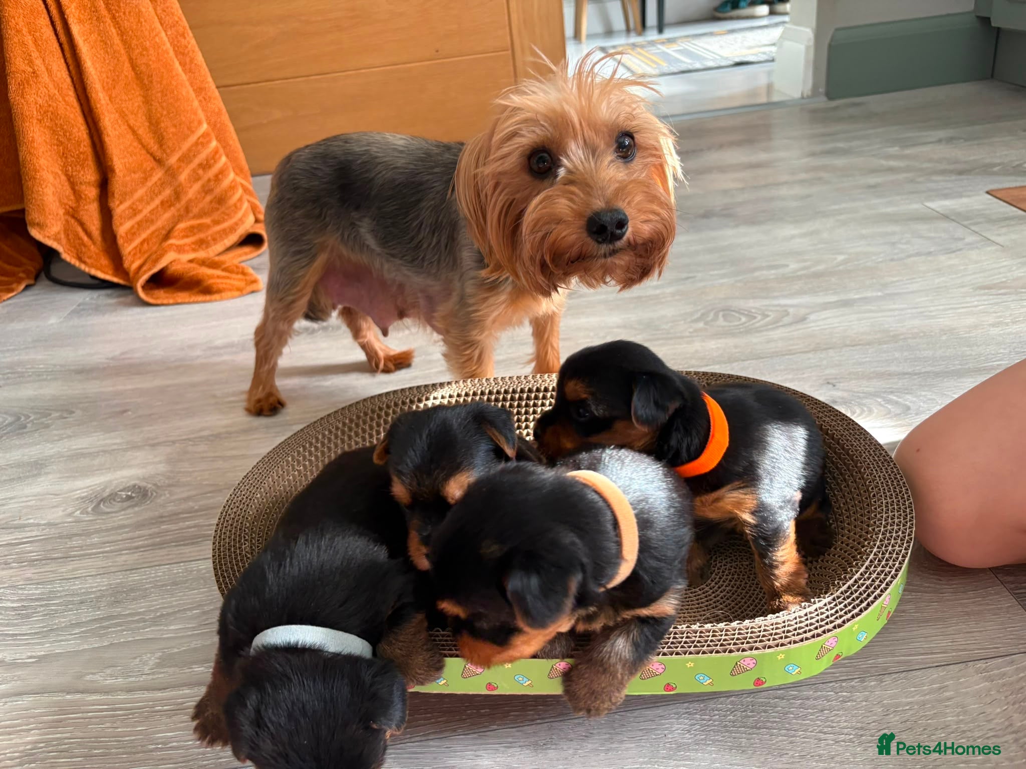 Yorkshire Terrier dogs Beautiful yorkshire terrier puppies  - Advert 8
