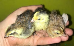 Quail poultry for sale: JUMBO QUAIL CHICKS & SEXED JUMBOS ! - Image 7