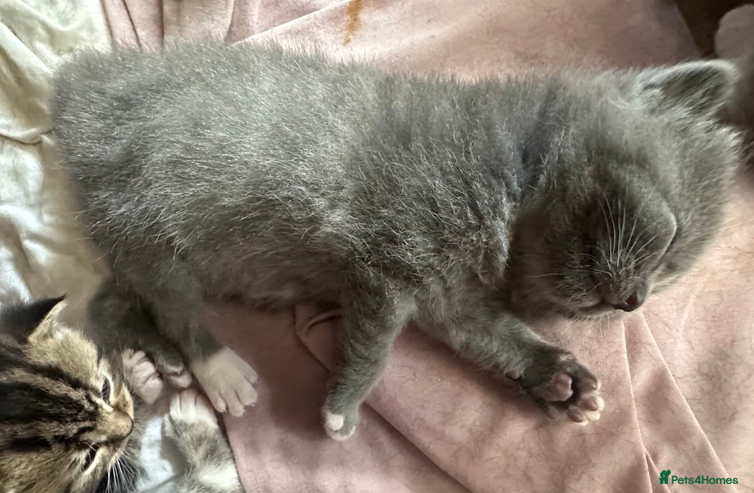 Mixed Breed cats for sale: All ready for there forever homes  - Image 6