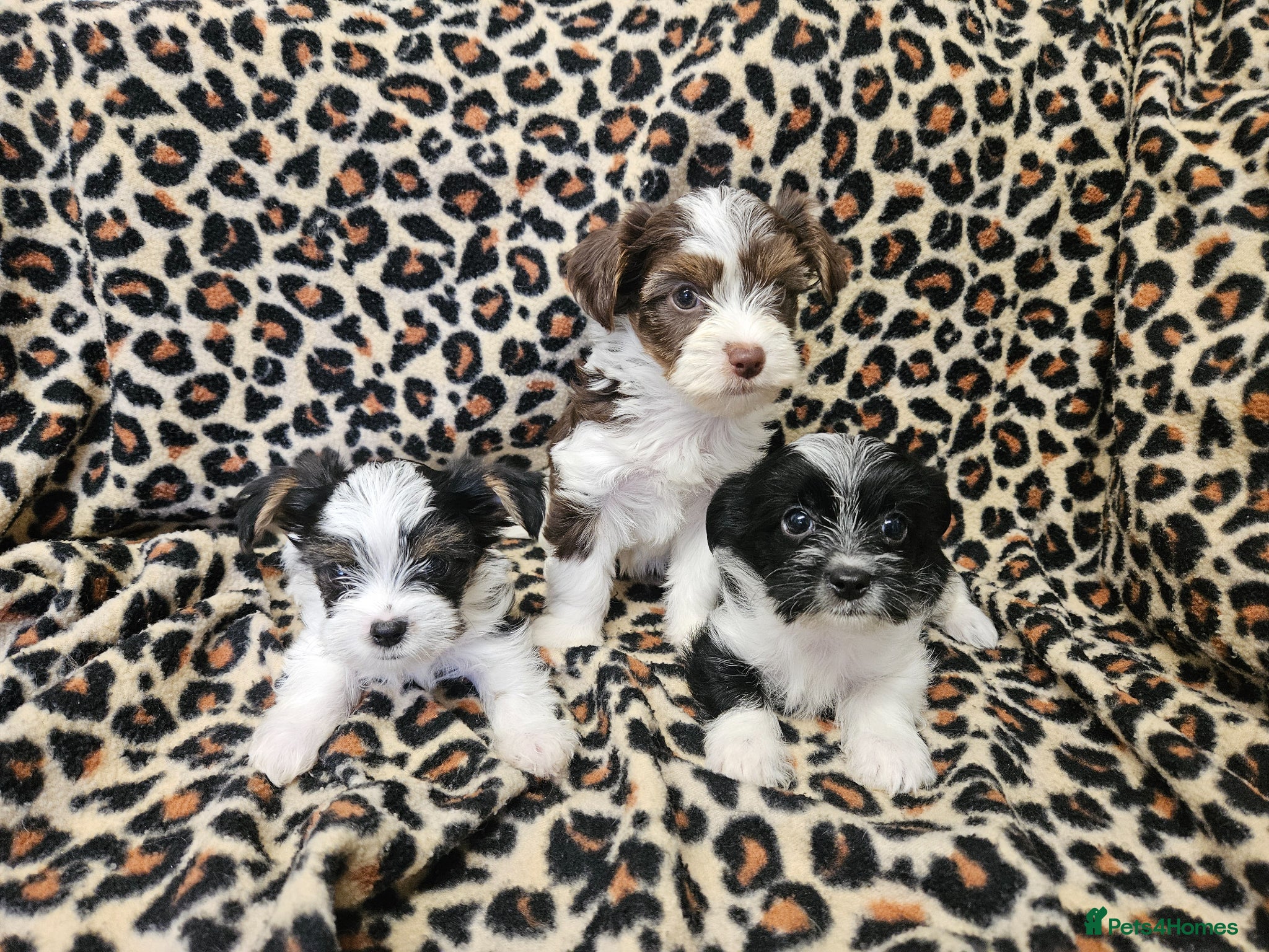 Yorkshire Terrier dogs 🧡 DNA tested parents 🧡 1 girl, 3 boys - Advert 1