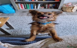 Chihuahua dogs for sale: Pedigree chihuahua brindle semi long coat  - Image 2