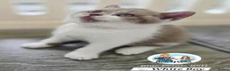 British Shorthair cats for sale: 5 Beautiful British short hair kittens available  - Advert 13