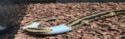 Python Snake reptiles for sale: Yellowbelly Piebald Het Dessert Ghost Ball Python - Advert 3