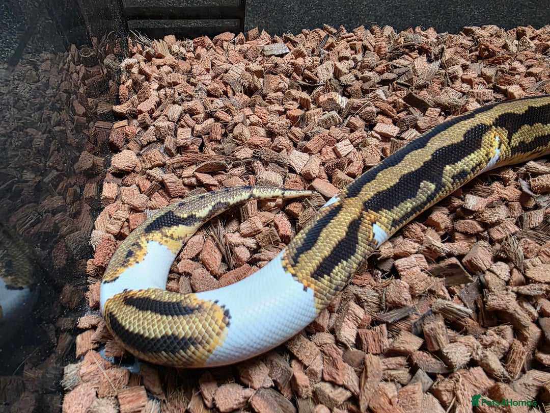 Python Snake reptiles for sale: Yellowbelly Piebald Het Dessert Ghost Ball Python - Advert 3