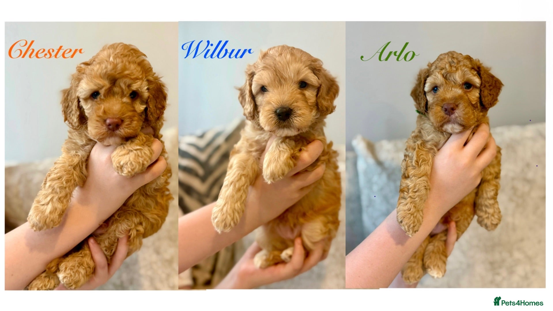 Labradoodle dogs 🐾 Health Tested F1B Mini Labradoodle Puppies 🐾 - Advert 1