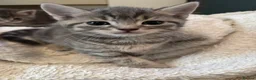 Mixed Breed cats for sale: Grey tabby British shorthair cross kittens - Advert 2