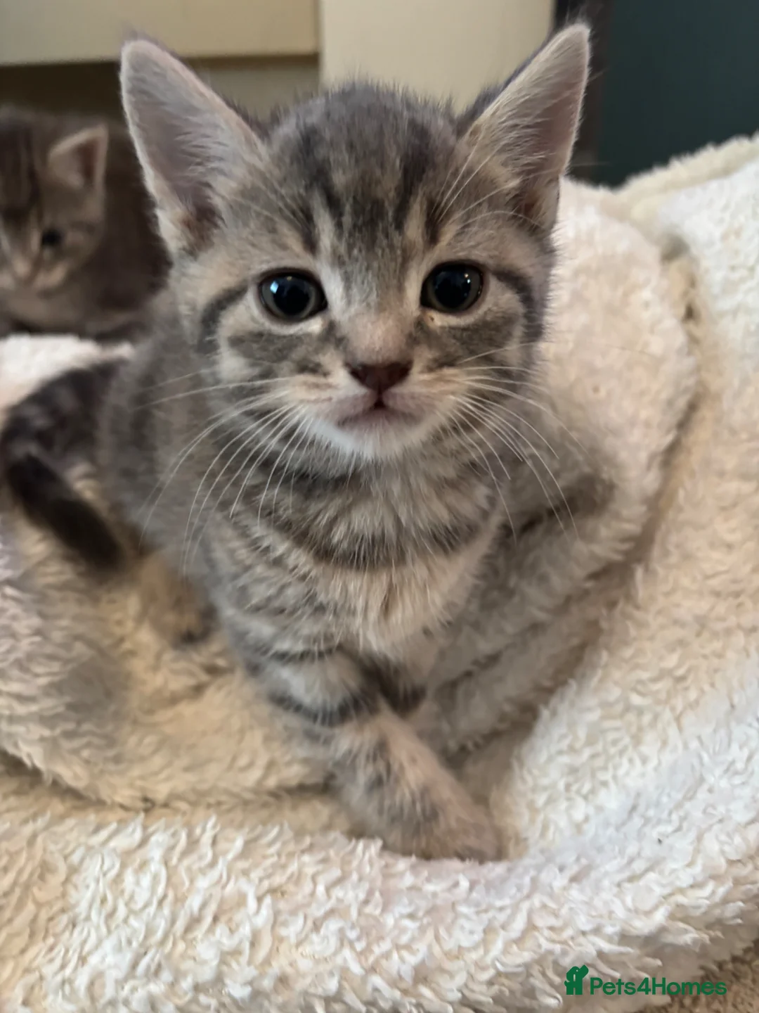 Mixed Breed cats for sale: Grey tabby British shorthair cross kittens - Advert 2
