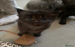 British Shorthair cats for sale: British Shorthair X Ragdoll - Image 14