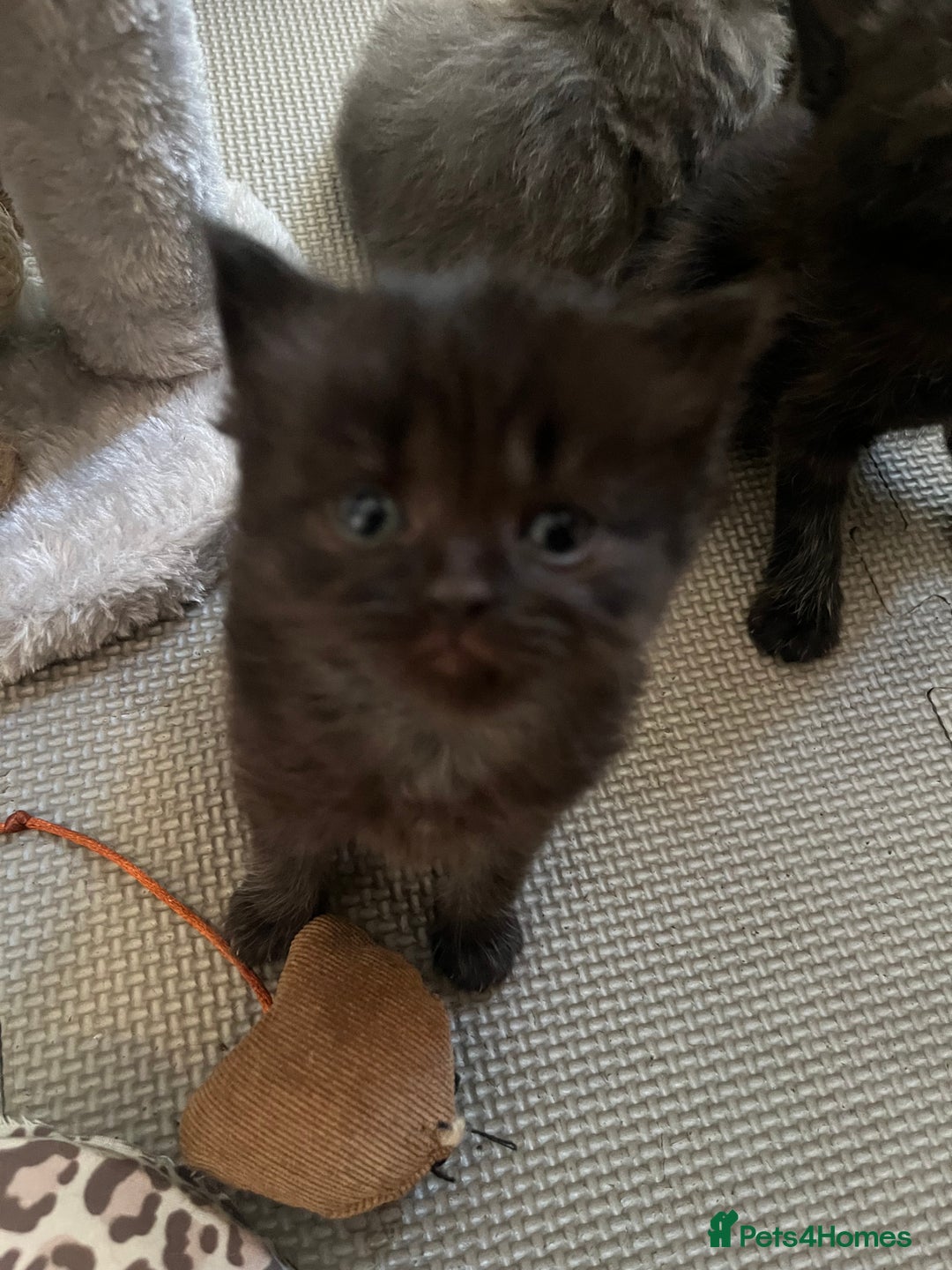 British Shorthair cats for sale: British Shorthair X Ragdoll - Image 14