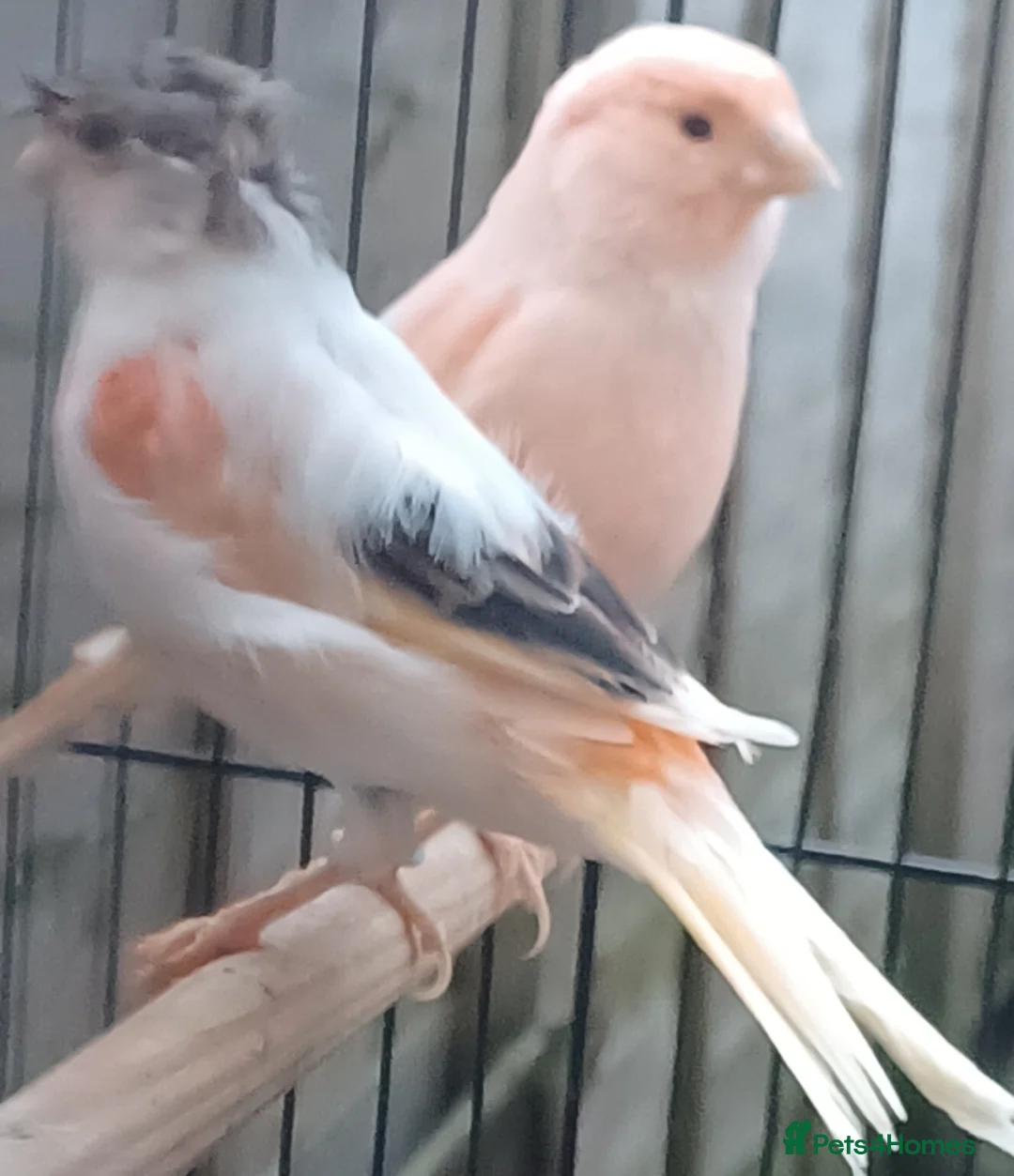 Canaries birds for sale: HARLEQUIN RED FACTOR PORTUGUESE CREASTED  - Advert 15