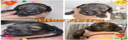 Miniature Dachshund dogs for sale: 🌟 Miniature LH Dachshund Puppies 🌟  - Advert 5