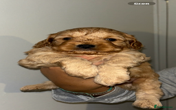 Cavapoo dogs for sale: 6 gorgeous extensively health tested cavapoo’s - Image 3