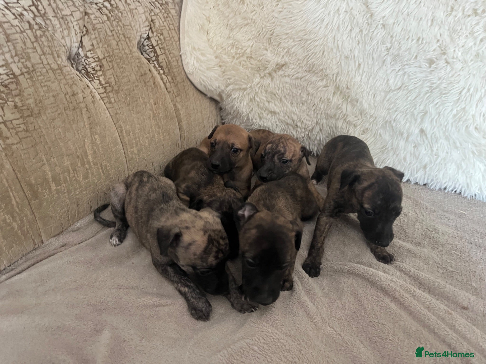 Whippet dogs Beautiful Whippet Puppies  - Advert 3