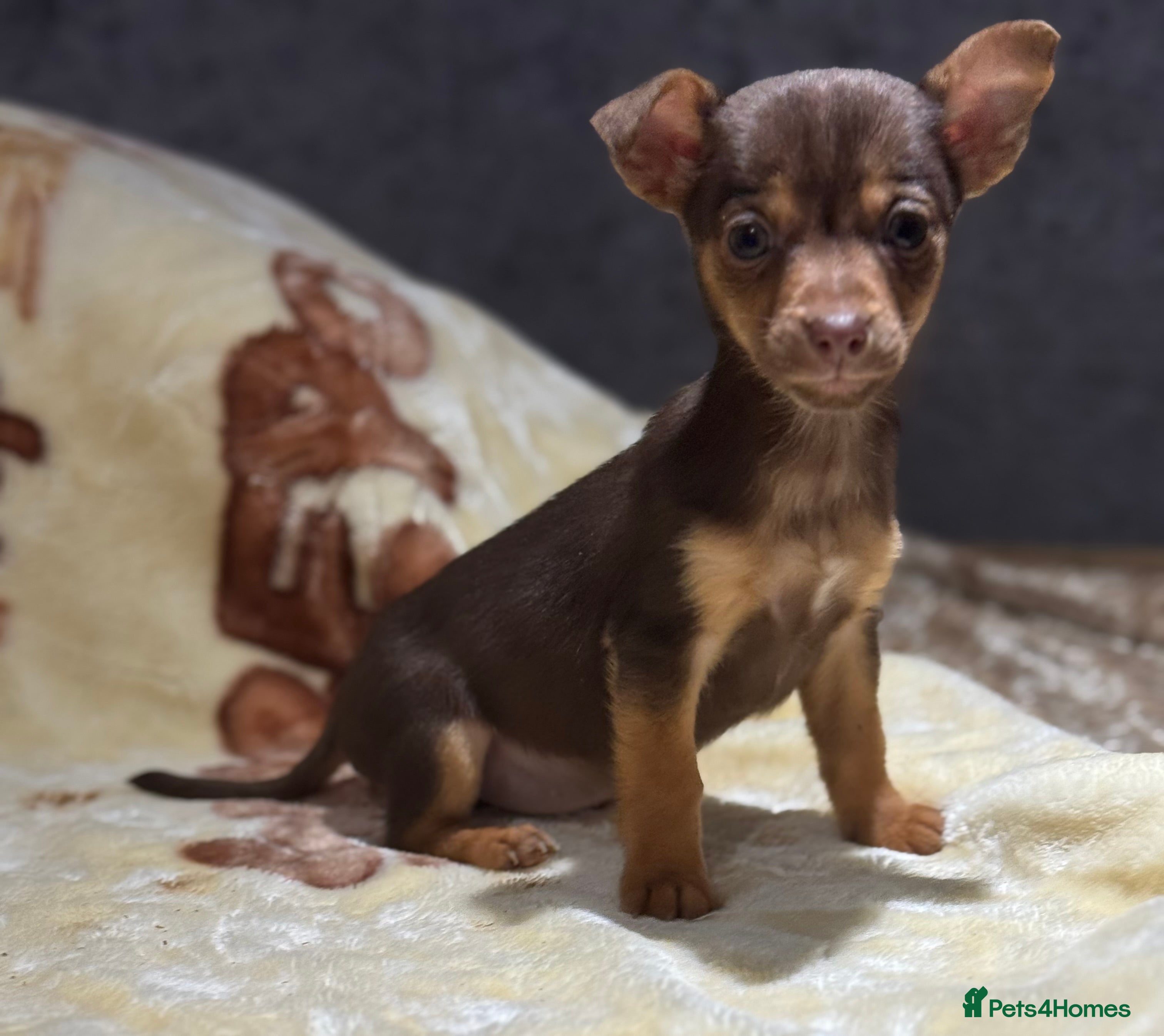 Jack Russell dogs Much Wenlock stunning miniature puppy  - Advert 6