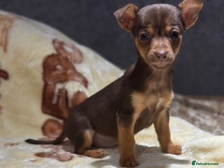 Jack Russell dogs Much Wenlock stunning miniature puppy - Advert 17