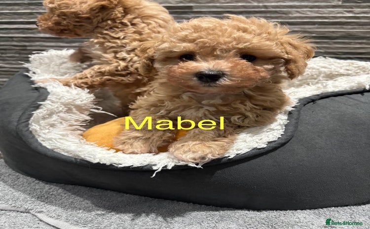 Poochon dogs 3 Poochons,  All Girls 💝Ready Now in Cheshire  - Advert 4