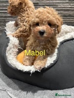 Poochon dogs 3 Poochons, All Girls 💝Ready Now in Cheshire - Advert 3