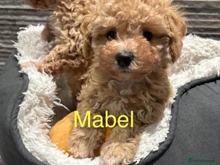 Poochon dogs 3 Poochons, All Girls 💝Ready Now in Cheshire - Advert 6