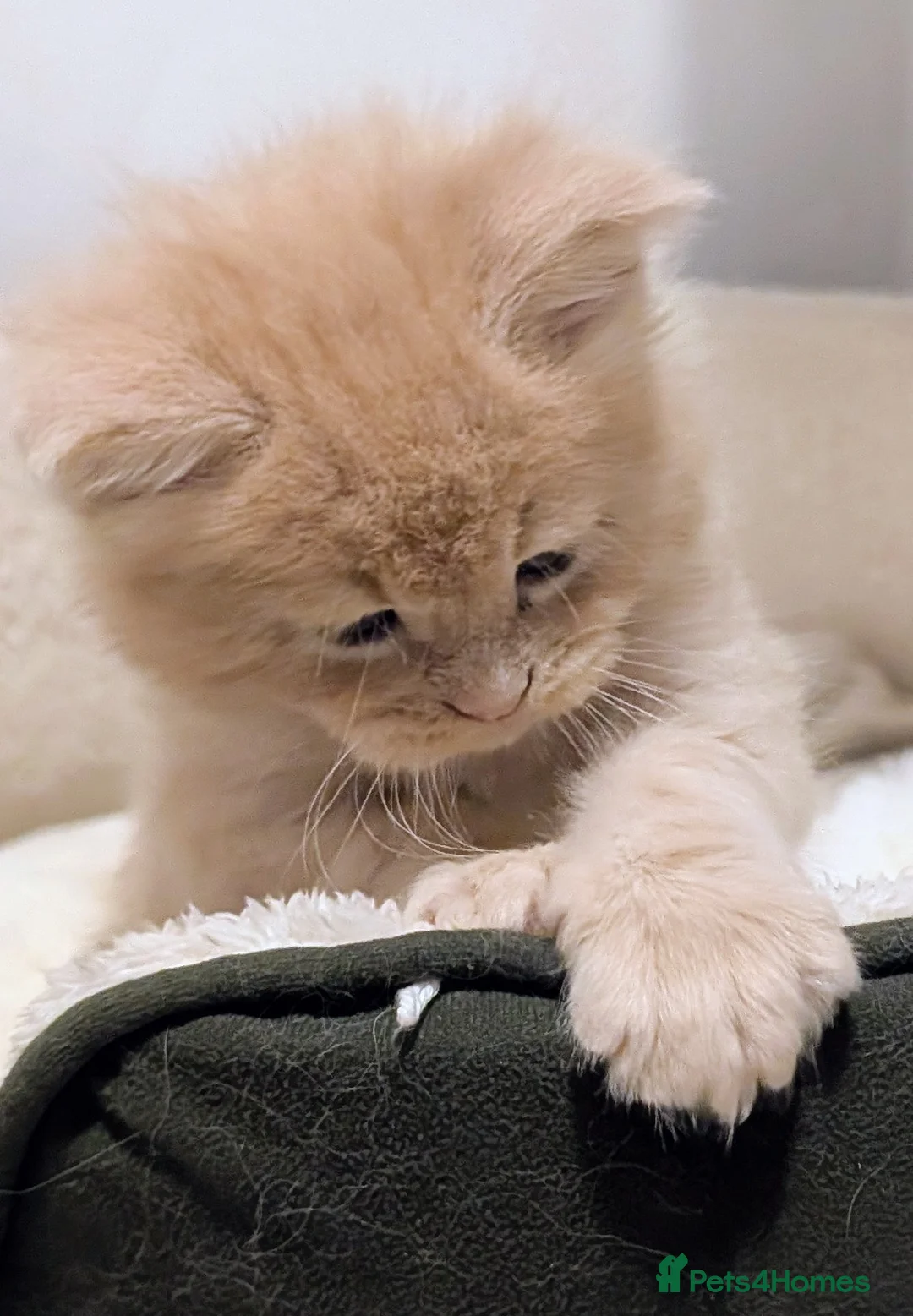 Maine Coon cats for sale: Beautiful Tica Registered Maine Coon Kittens  - Advert 30