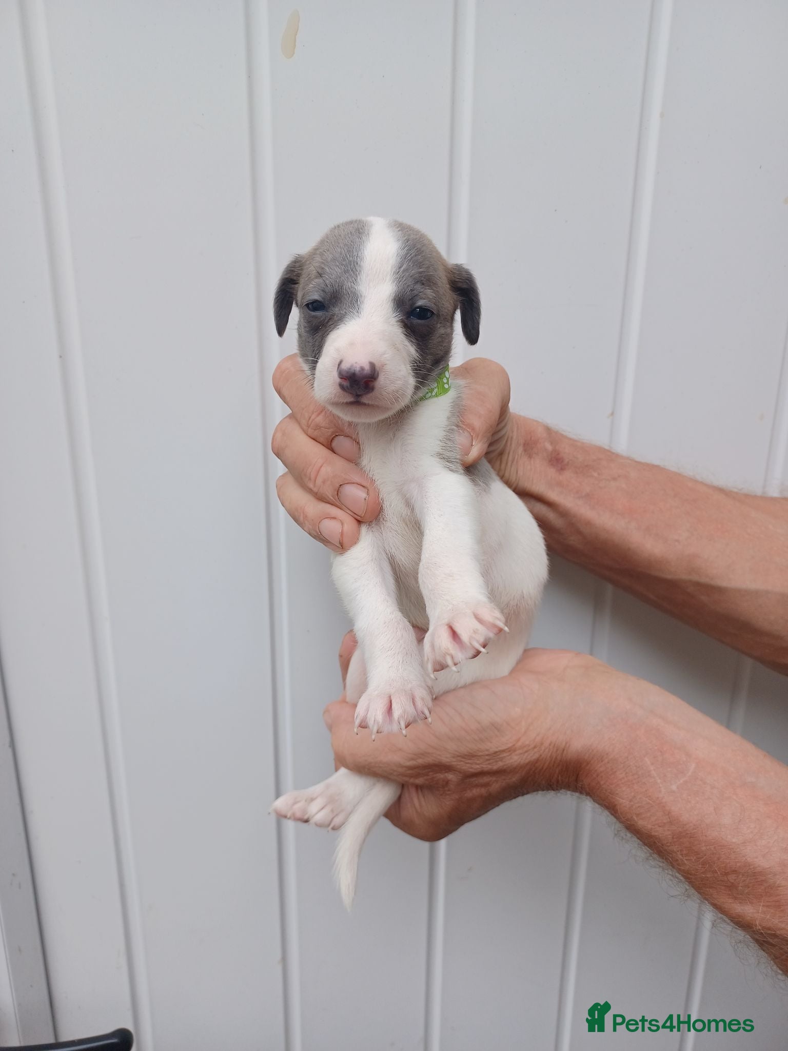 Whippet dogs Whippet Puppies - Advert 6