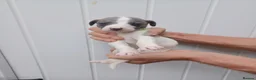 Whippet dogs for sale: Whippet Puppies - Advert 1