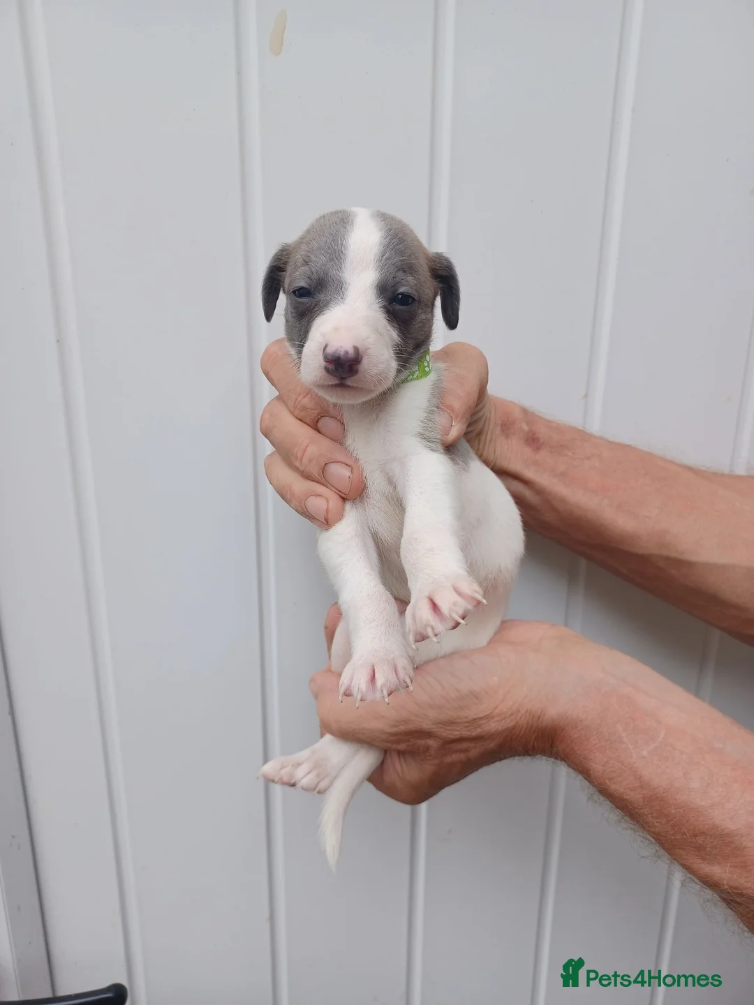 Whippet dogs for sale: Whippet Puppies - Advert 1