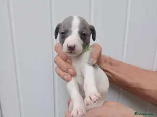Whippet dogs Whippet Puppies - Advert 8